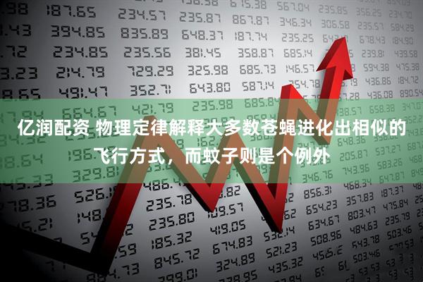 亿润配资 物理定律解释大多数苍蝇进化出相似的飞行方式,而蚊子则是个例外